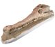 Fossiele Krokodillenkop  -KAN AFWIJKEN IN FOTO-