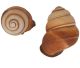 Landsnail  des Philipines