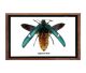 Magaloxantsa Bicolor from Thailand in nice frame with glass.