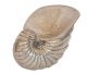 Nautilus shell of bronze with silver plated top layer expertly made in Vancouver Canada.