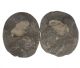 Ammoniten aus Tibet, groß (ca. 70 bis 90 mm.)