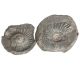 Ammonites from Tibet small (about 40 to 60 mm)
