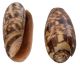 Oliva Miniacea from Lombok Indonesia (60x25 mm)