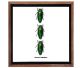 Splendor beetle type Sternocera aequisignata from Thailand in nice frame with glass.