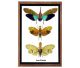 Pyrops Species (Lantern fly) from Thailand in nice frame with glass.