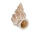 Shell from Vietnam Precious wentletrap shell. (Epitonium scalare)