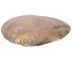 Coquille polie Mississippi (teinte blanc - brun) (Cristaria Bialata)
