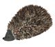 Hedgehog made of shells