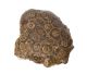 Tortue Fossile fragments (connu comme Corail fossile) polis, de Maroc