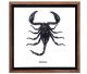 Palamnaersus black scorpion from Thailand in nice frame with glass.