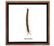 Scolopendra Morsitans Centipede afkomstig uit Thailand in mooi frame met glas.