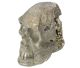 Skull / crâne en Pyrite trouvé et gravé en Andes / Pérou