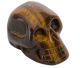 Tijgeroog skull 40 mm afkomstig uit Zuid-Afrika.