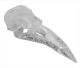 Rockcrystal bird raven skull (about L120 x W45 x H40 mm) 