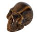 Tigereye skull.