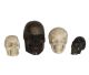 Skulls of Buffalo bone from Yogjakarta - Indonesia