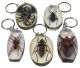 Keychain with large insects (50-70mm)