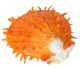 Spondylus Barbatus (Huître épineuse) en blanc ou orange (env. 70x70mm) / Philipines
