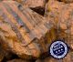 2019 SALE; Oeil de tigre aven Hématite ou Fer de Tigre de Fieldsfind West Australie