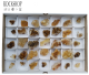 Sales box with 35 natural Citrine groups from Luena Katanga DR Congo.