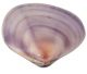 Violet-colored clam shell comes from Vietnam