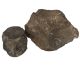 Fossil Whale vertebra parts (10 million years old) from Florida USA