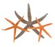 Starfish XL - groß aus Vietnam (orange-braun)