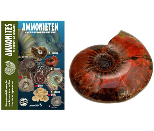 ammoniet-3a_2.jpg
