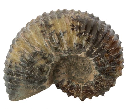 ammoniet-xl-15-x-12-x-8-cm_2.jpg