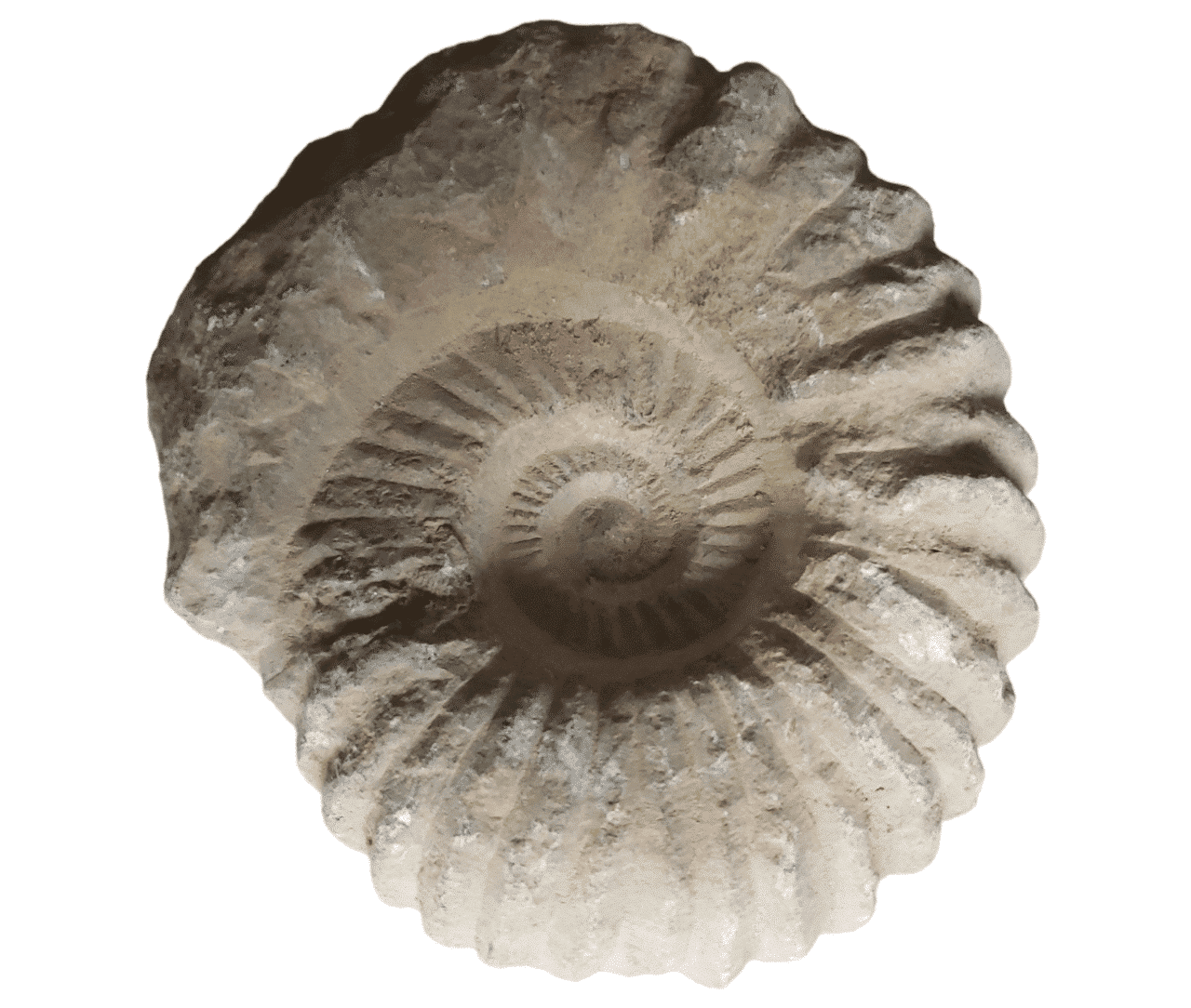 ammoniet_ruw_26-01-2023_web.png