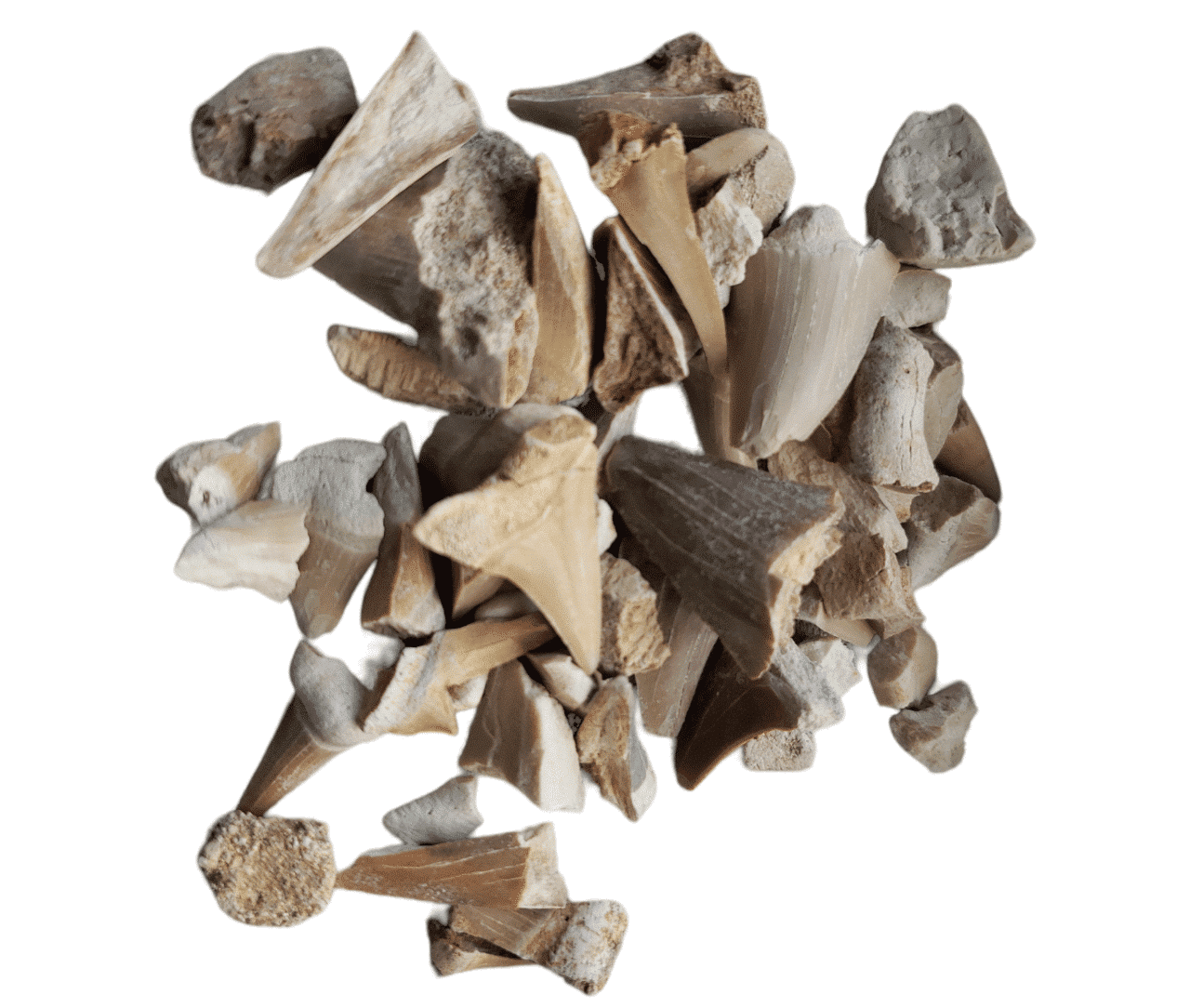 haaientanden_26-01-2023_web.png