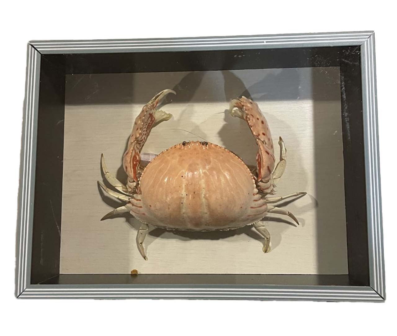 crab1.jpg