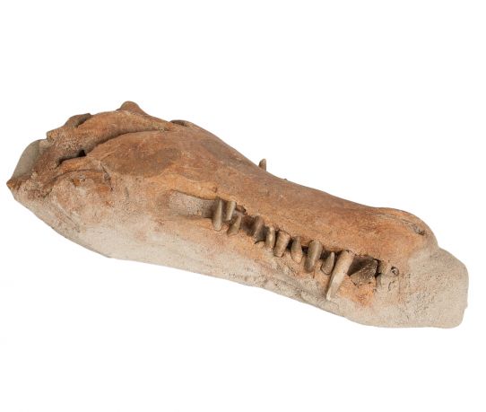 krokodil-50-x-19-cm_product.jpg