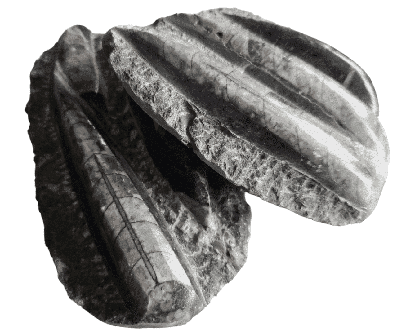 ortoceras_groot_26-01-2023_web.png