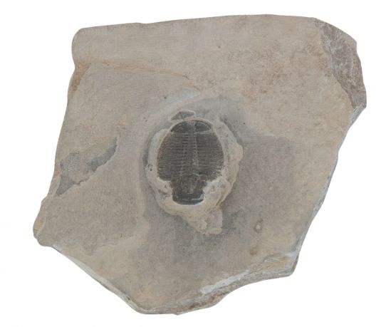 trilobiet-elrathia-kingi-10-x-8-cm_2.jpg