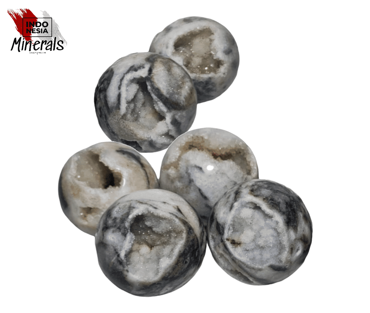 zebra_bollen_logo.png