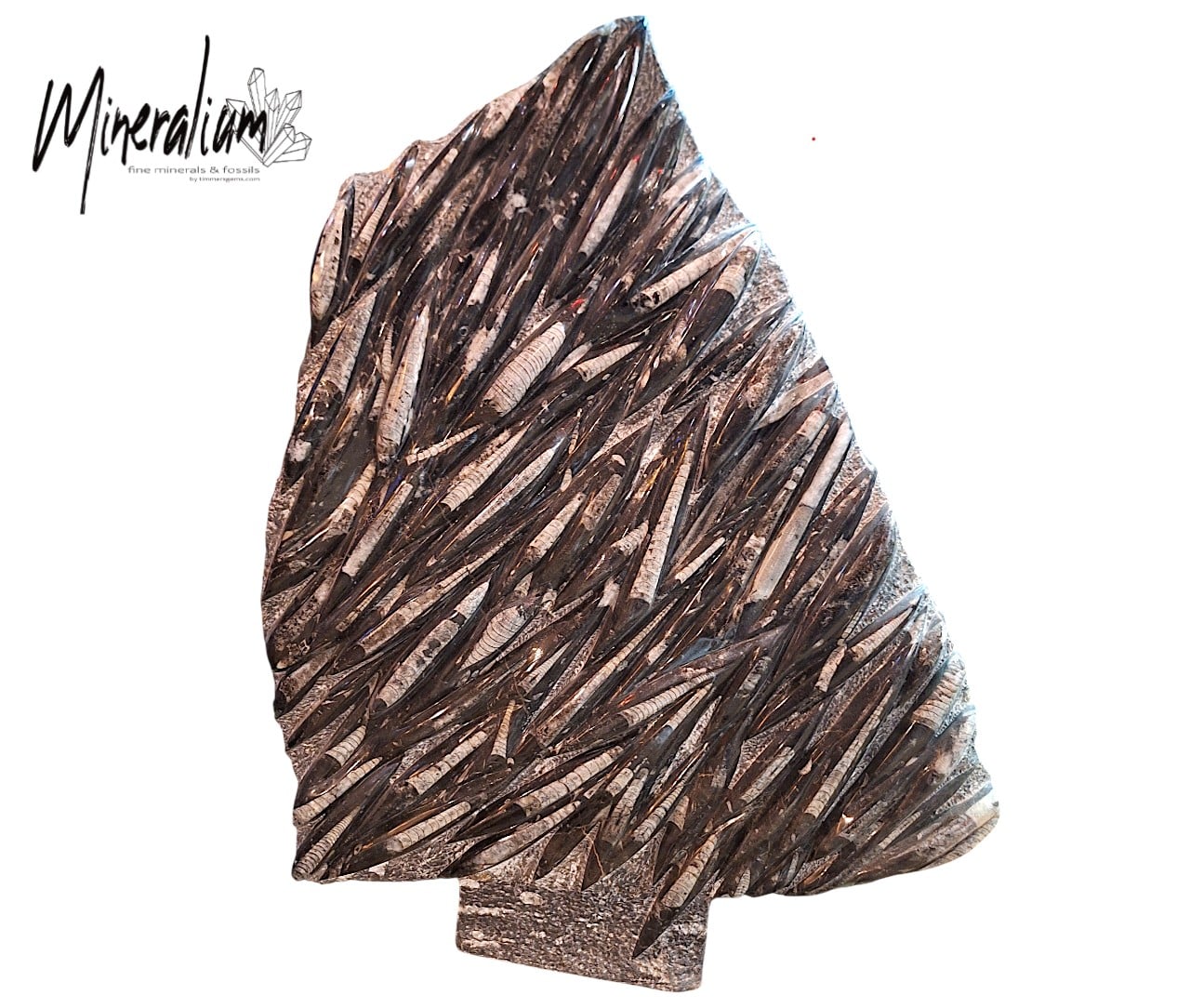 Orthoceras 112x84 25-01-2026