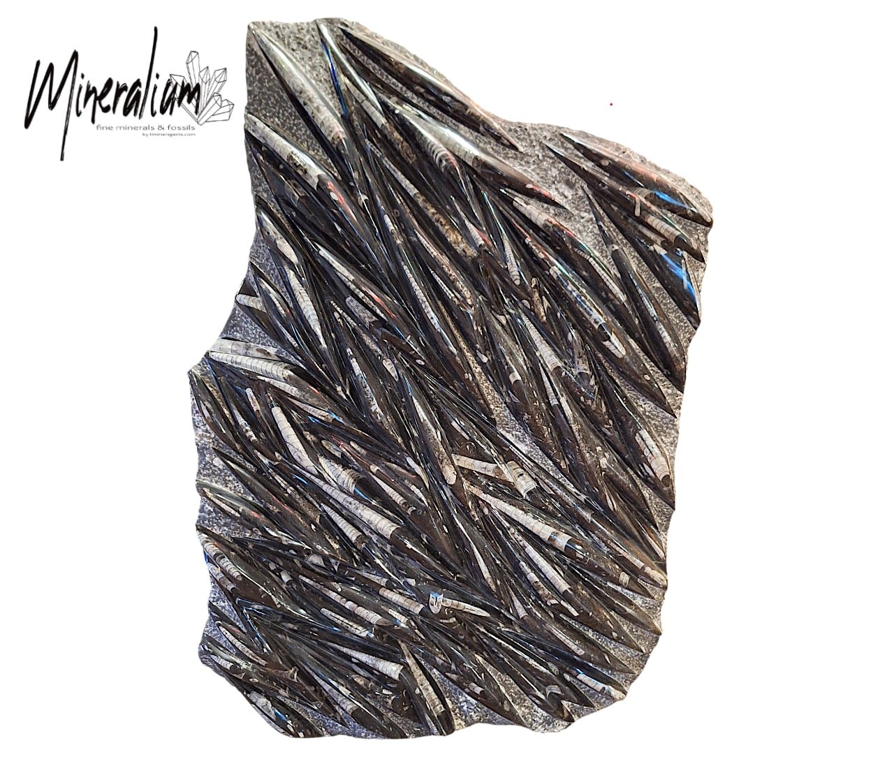 Orthoceras 120x70 25-01-2026