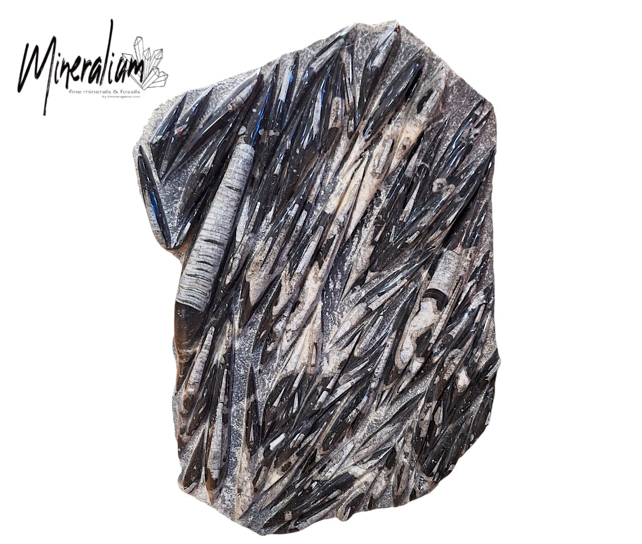 Orthoceras 123x65 25-01-2026