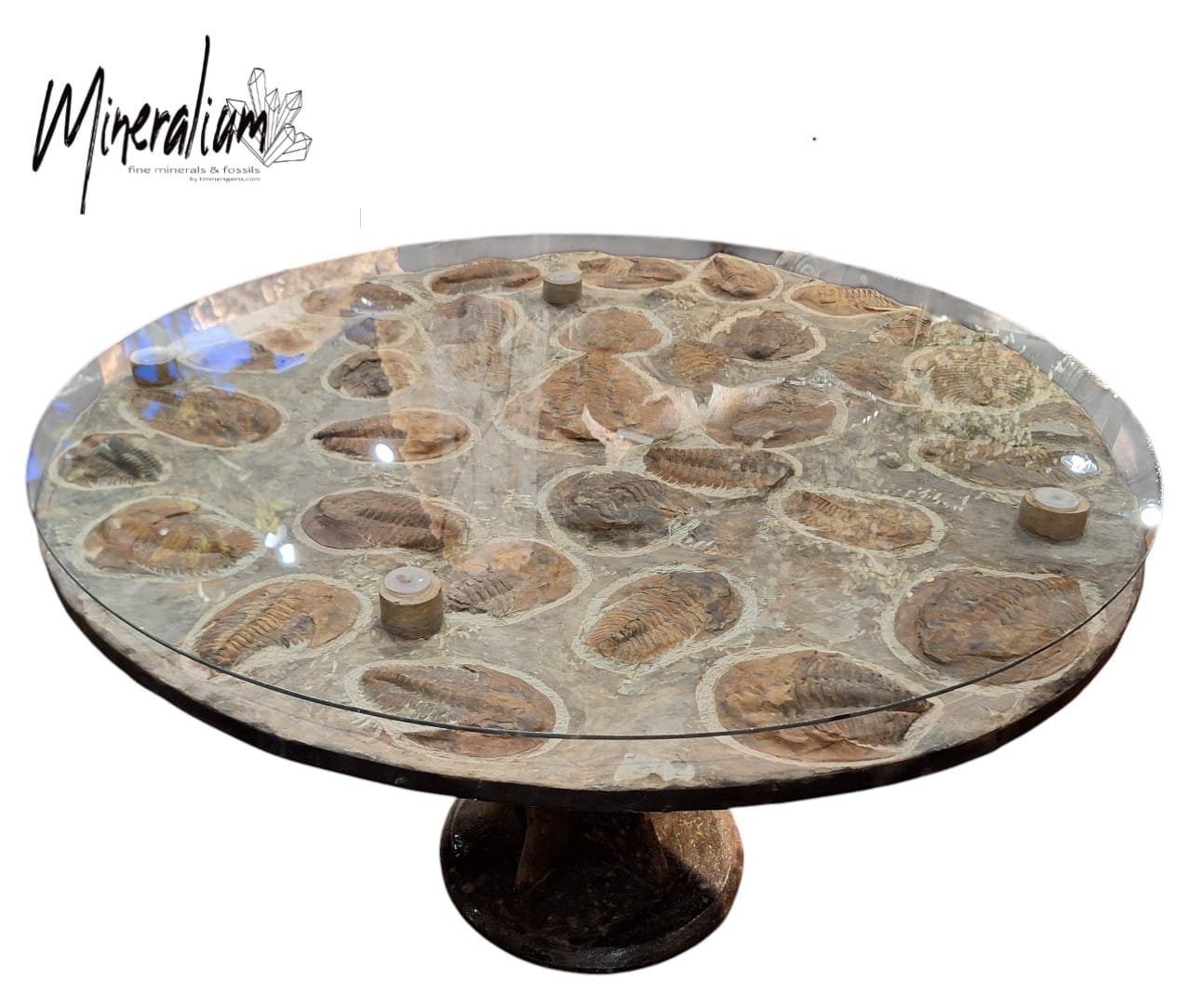 Tafel Paradoxides 25-01-2026