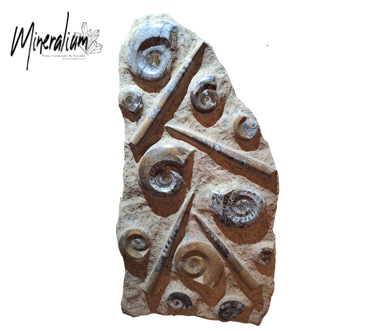 orthoceras et ammonite 128x56 25-01-2026
