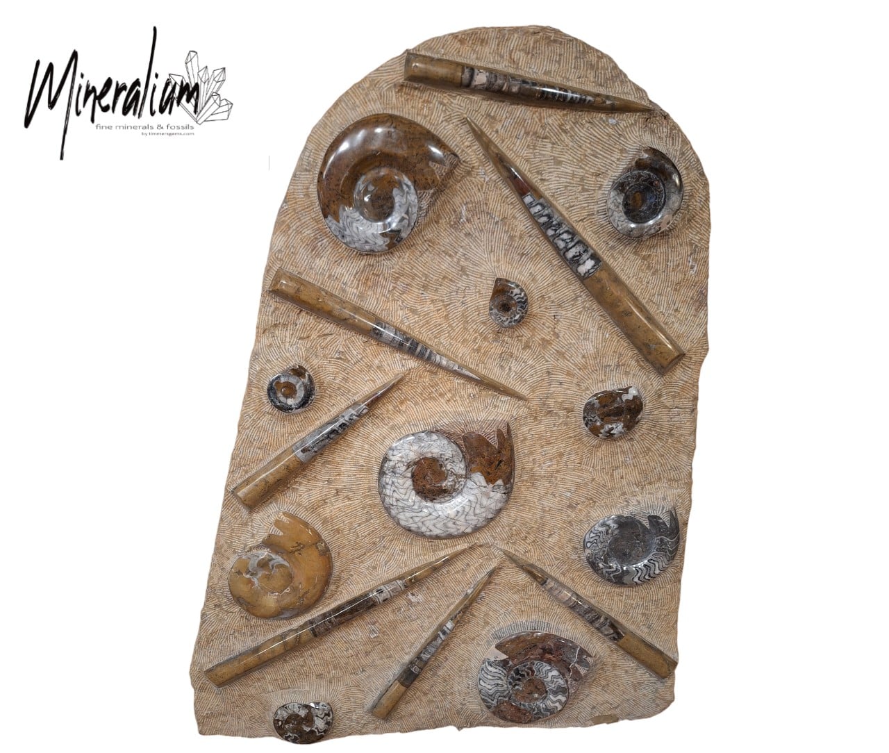 orthoceras en ammoniet 132x76 25-01-2026