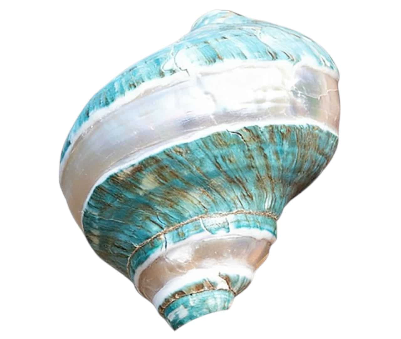 Palourde turban verte 30-4-2026