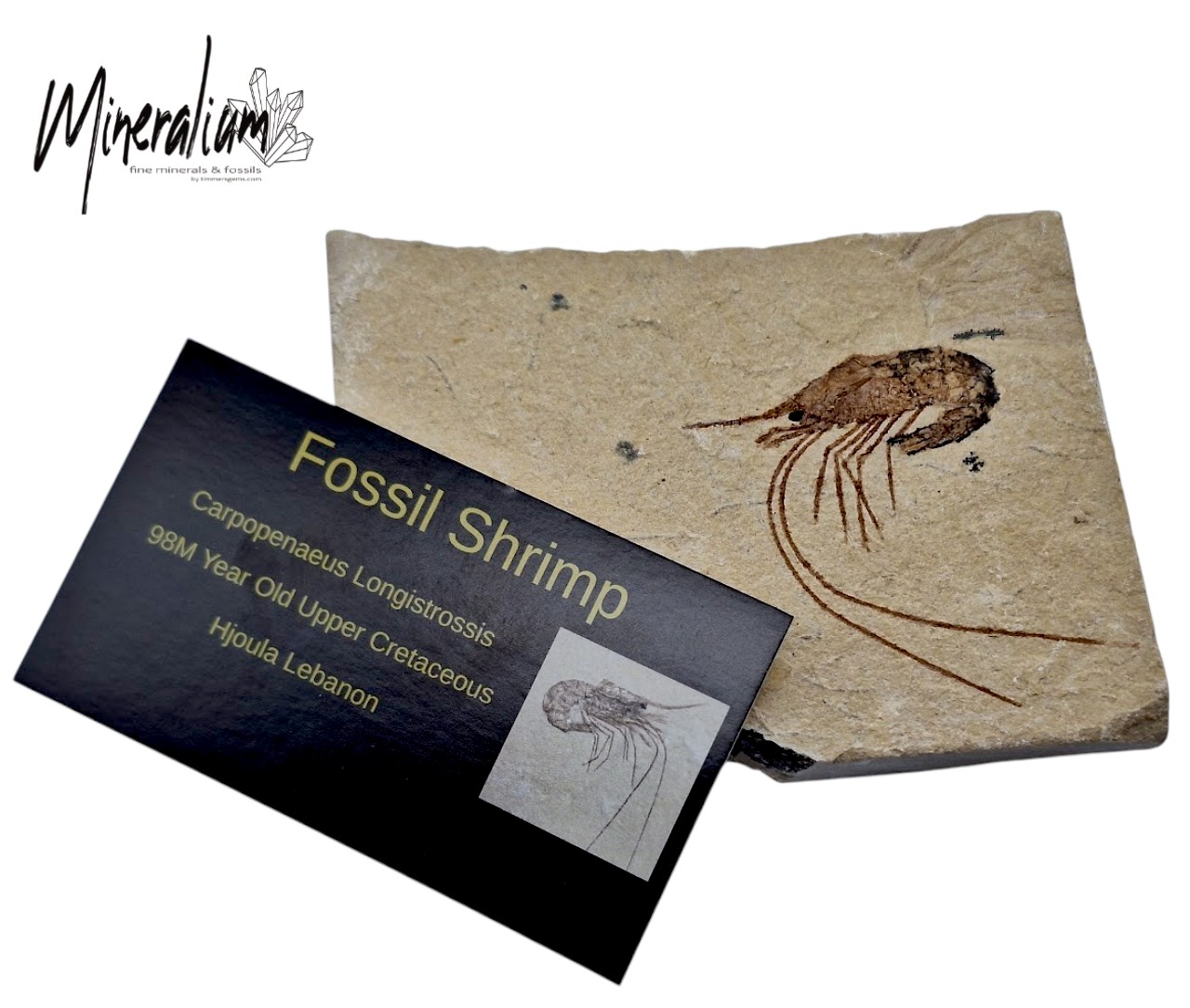 Photo 10 crevettes fossiles