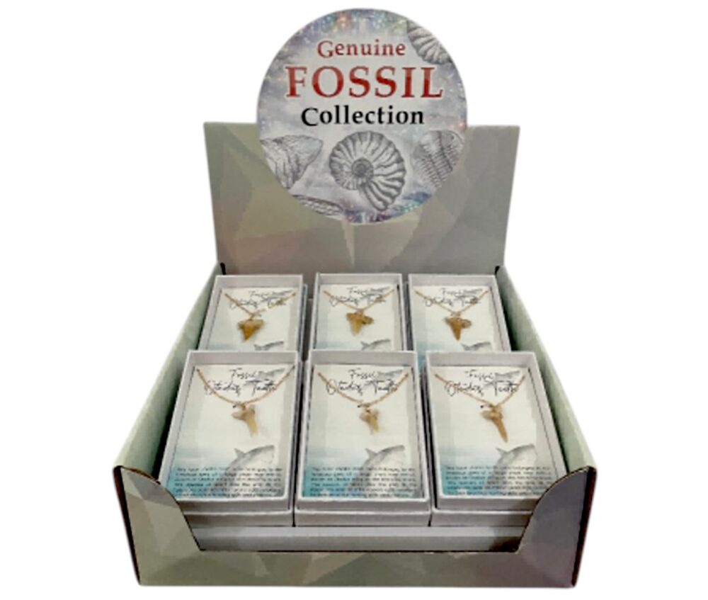 Fossil shark tooth pendant – handmade pendant from Florida in a luxury display.