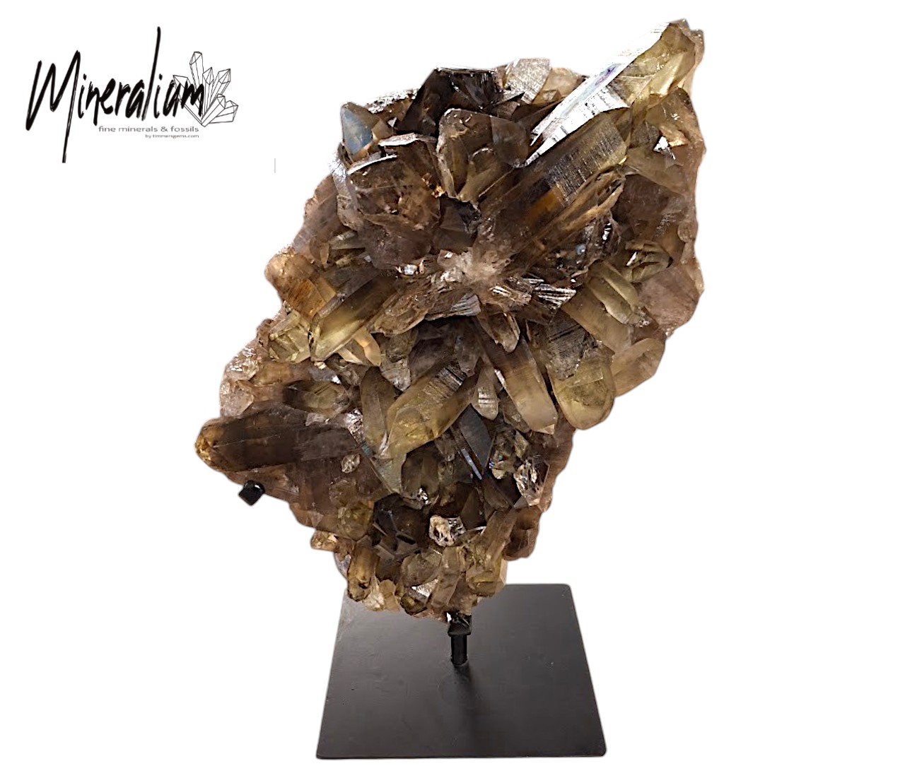 photo 6 24-07-2026